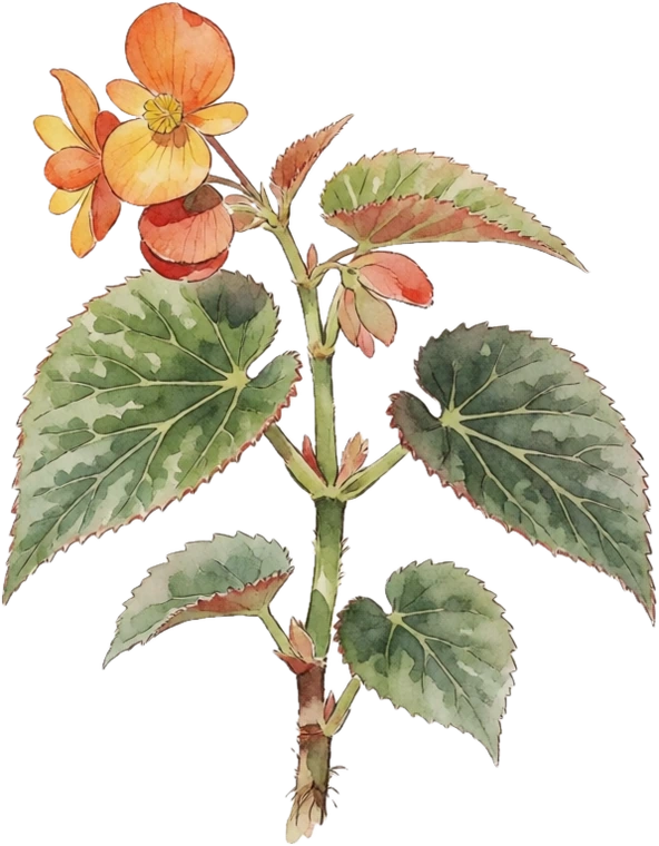 Botanical illustration of Begonia