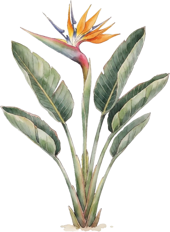 Botanical illustration of Bird of Paradise