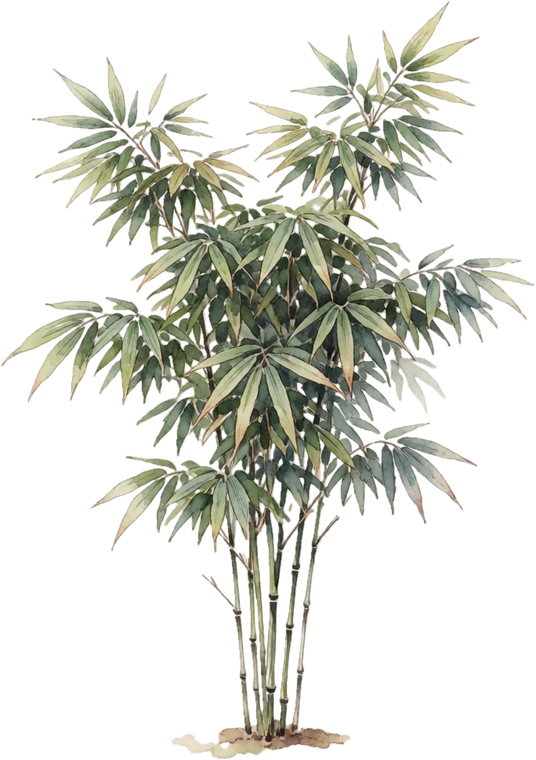 Botanical illustration of Bamboo