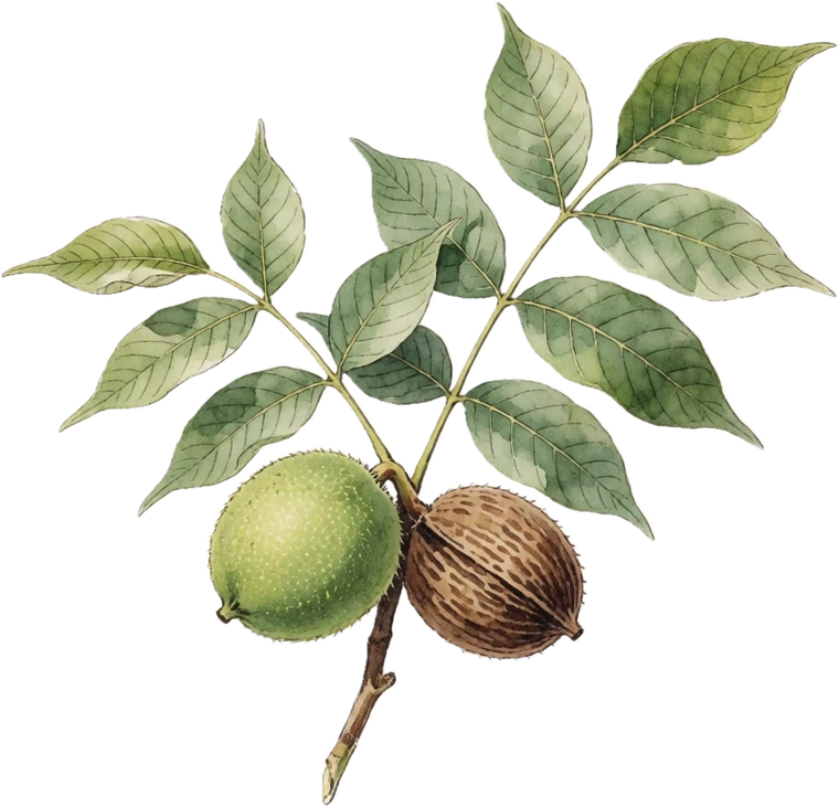 Botanical illustration of Walnut