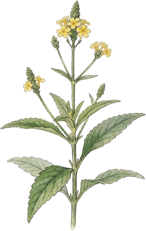 Botanical illustration of Blue Vervain