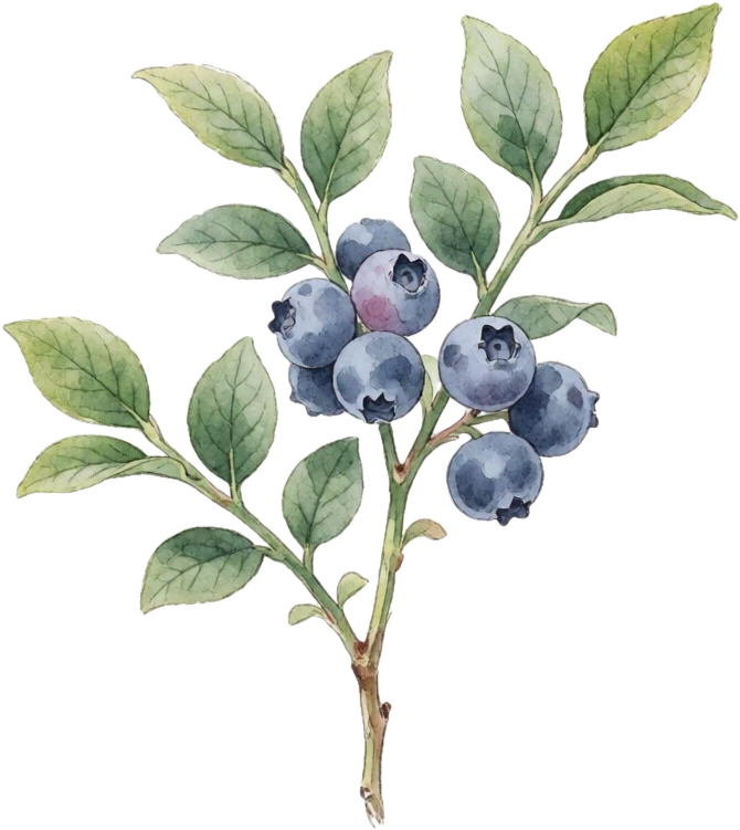 Botanical plate of blueberry