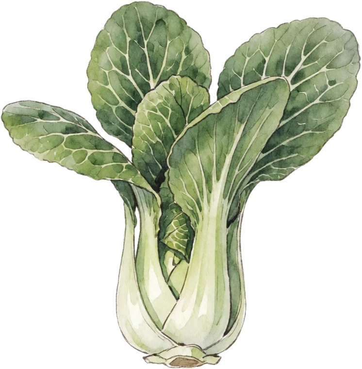 Botanical illustration of Bok Choy