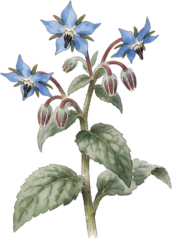 Botanical illustration of Borage