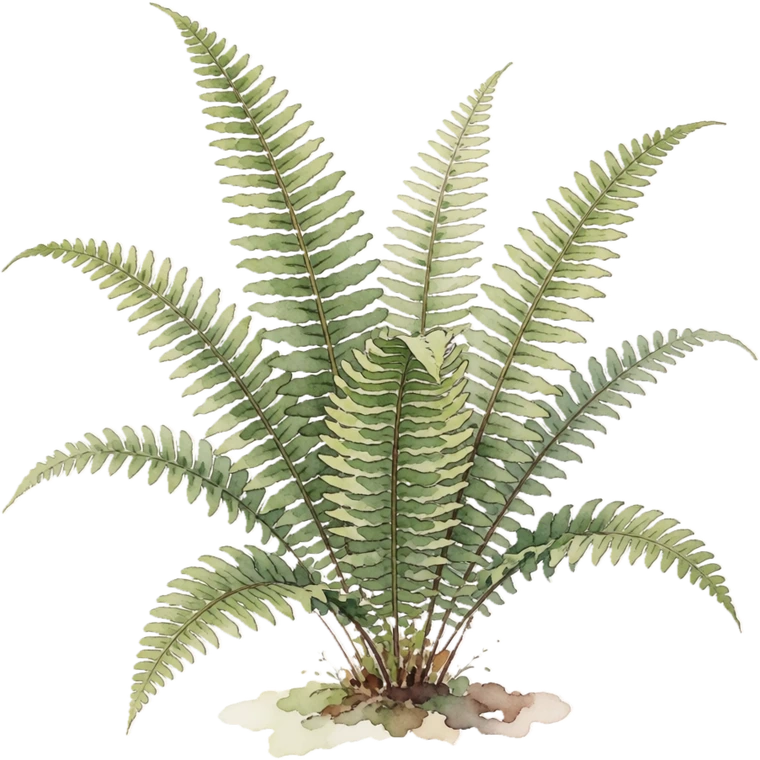 Botanical illustration of Boston Fern