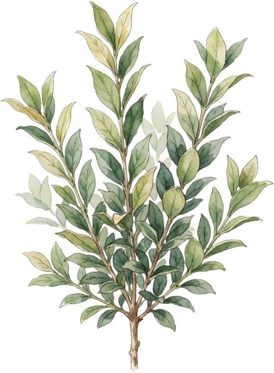 Botanical illustration of Boxwood