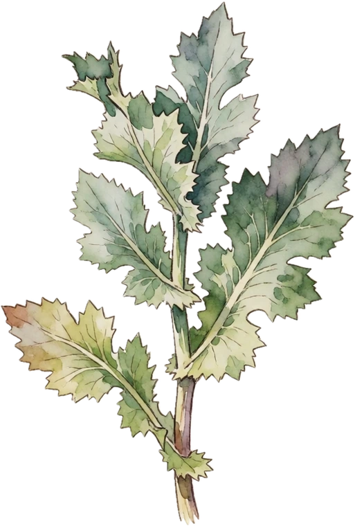 Botanical illustration of Breadseed Poppy