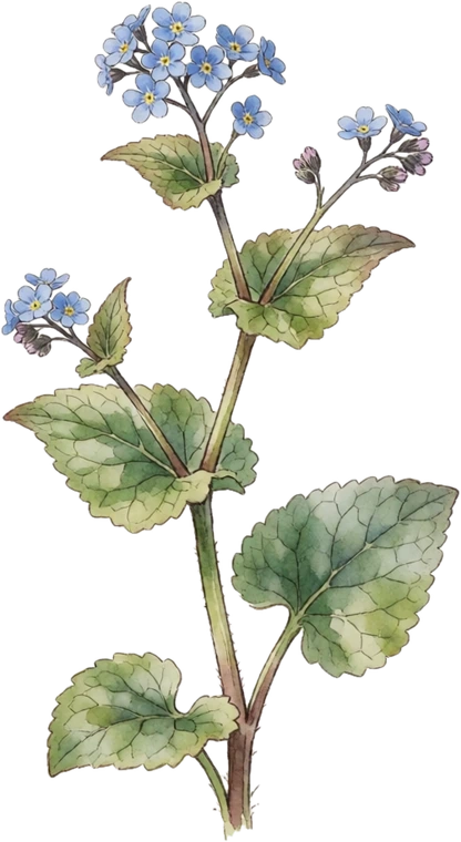 Botanical illustration of Brunnera (False Forget-Me-Not)