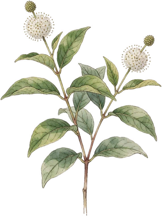 Botanical illustration of Buttonbush