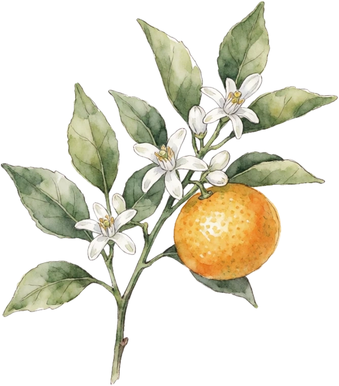 Botanical illustration of Calamondin Orange