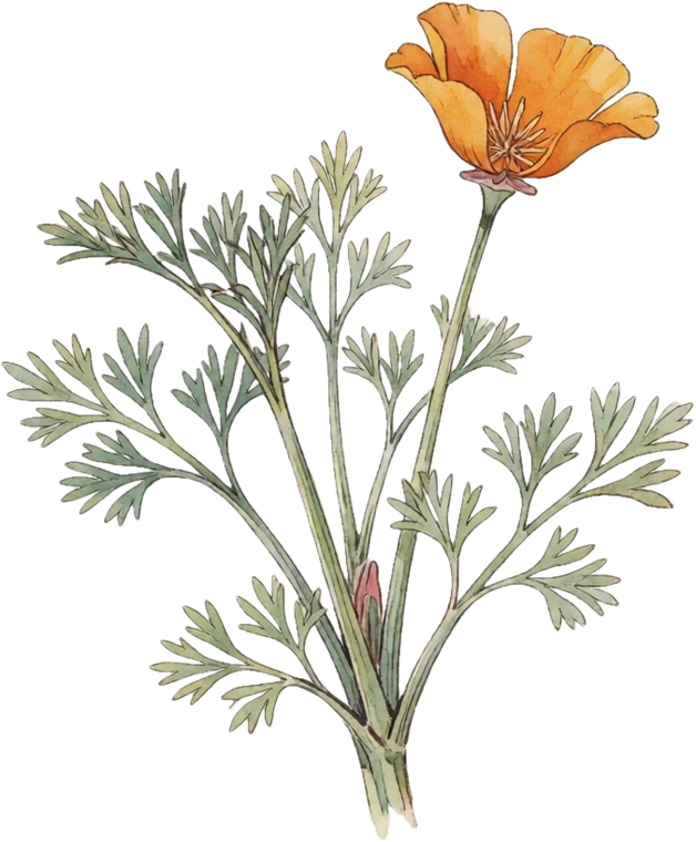 Botanical illustration of California Poppy