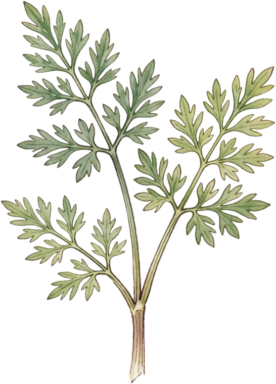 Botanical illustration of Caraway