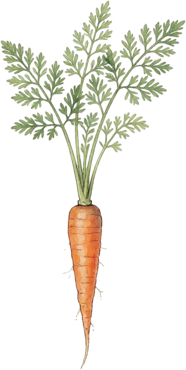 Botanical illustration of Carrot