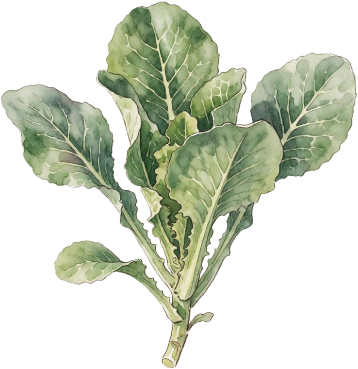 Botanical illustration of Celtuce (Stem Lettuce)