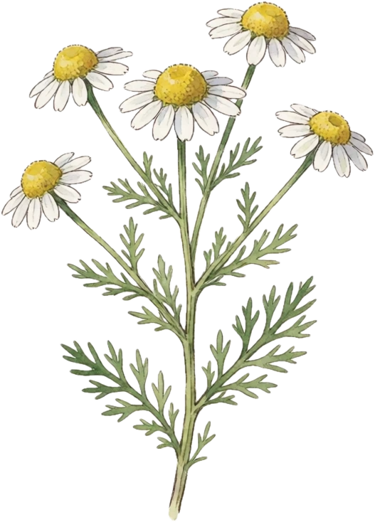 Botanical illustration of German Chamomile