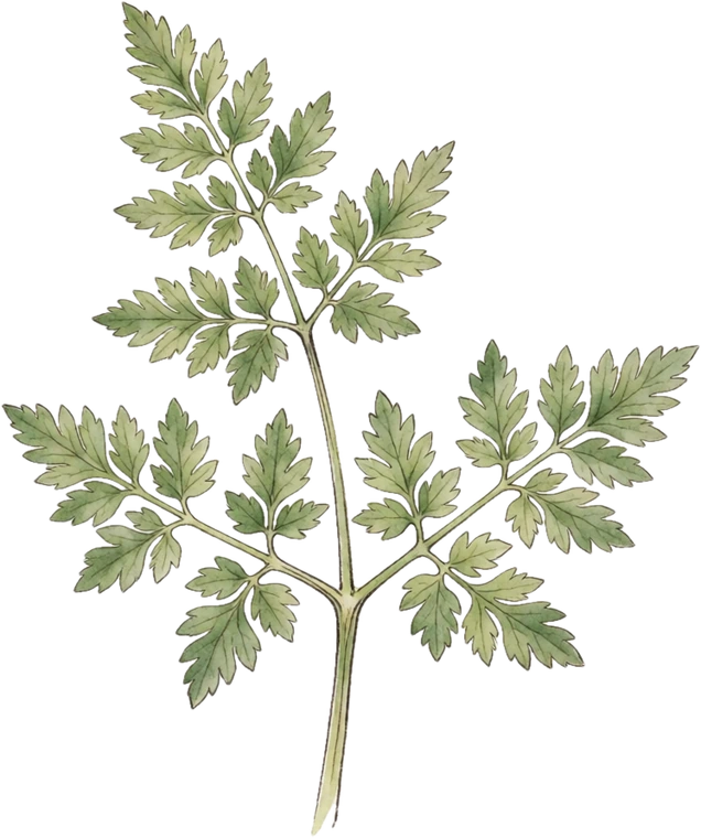 Botanical illustration of Chervil