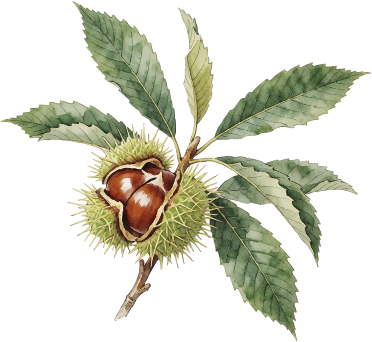 Botanical illustration of Chestnut