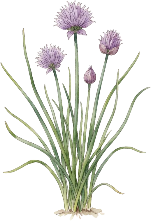 Botanical illustration of Chives