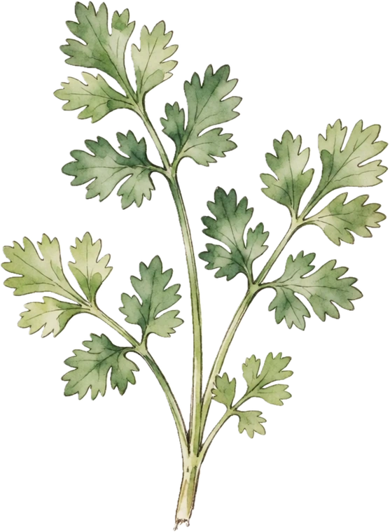 Botanical illustration of Cilantro / Coriander