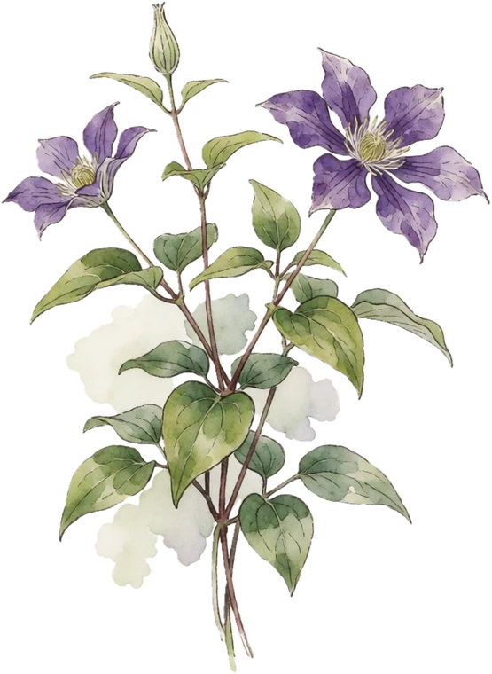 Botanical illustration of Clematis