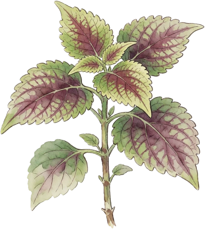 Botanical illustration of Coleus