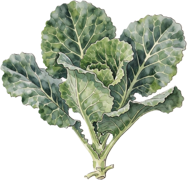 Botanical illustration of Collard Greens