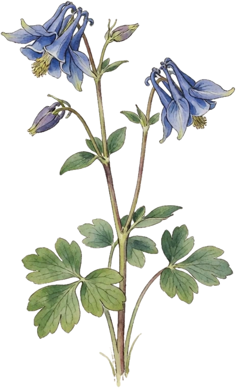 Botanical illustration of Columbine