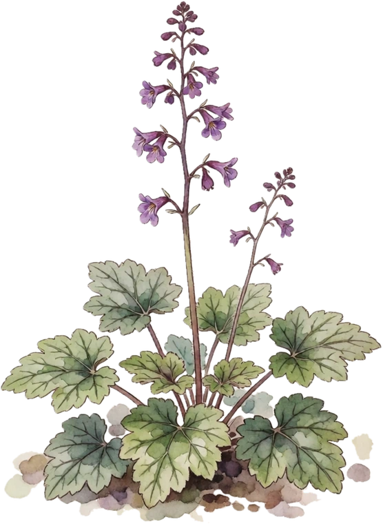 Botanical illustration of Coral Bells (Heuchera)