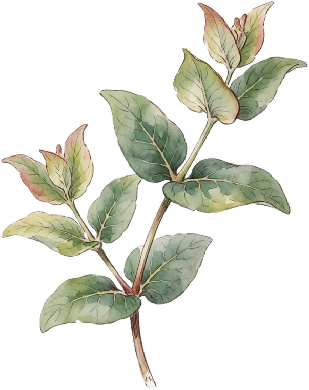 Botanical illustration of Coral Honeysuckle