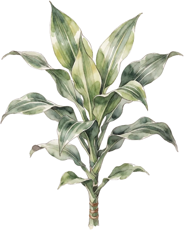 Botanical illustration of Corn Plant