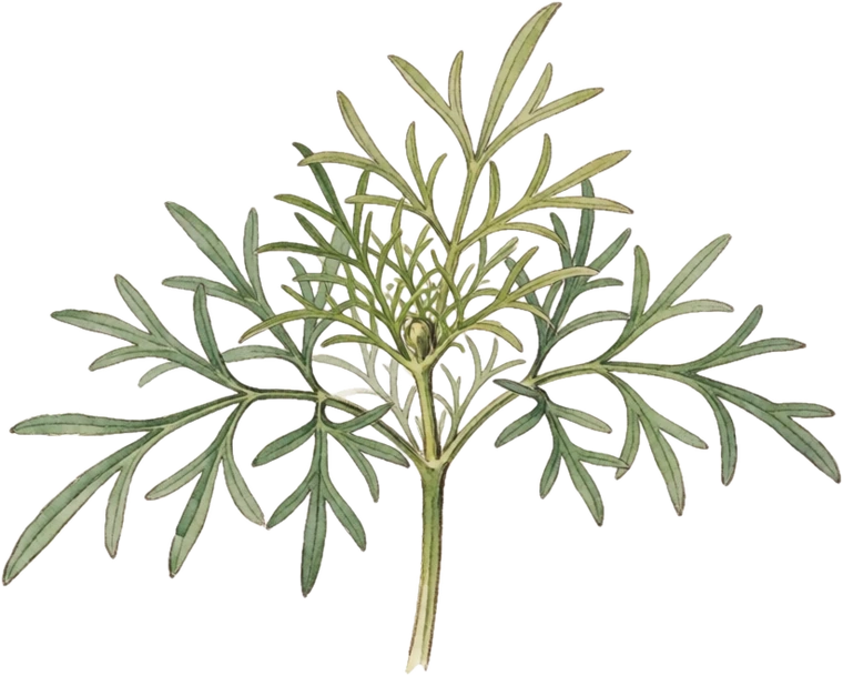 Botanical illustration of Cosmos