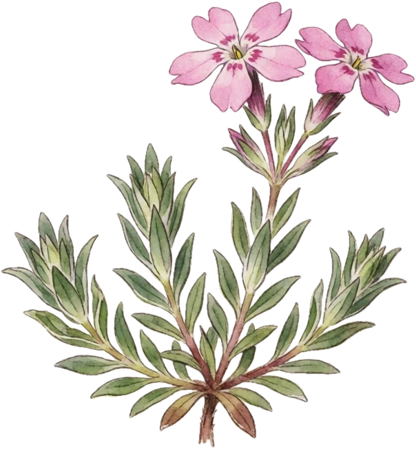 Botanical illustration of Creeping Phlox (Moss Phlox)