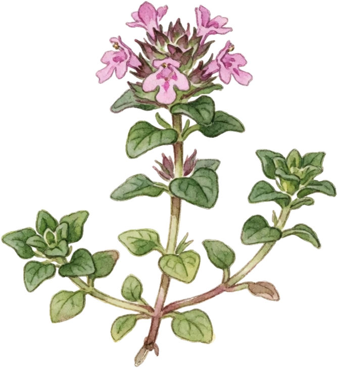 Botanical illustration of Creeping Thyme