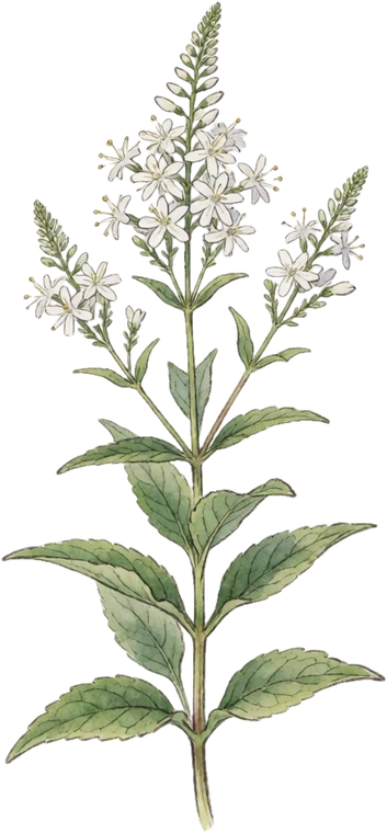 Botanical illustration of Culver's Root