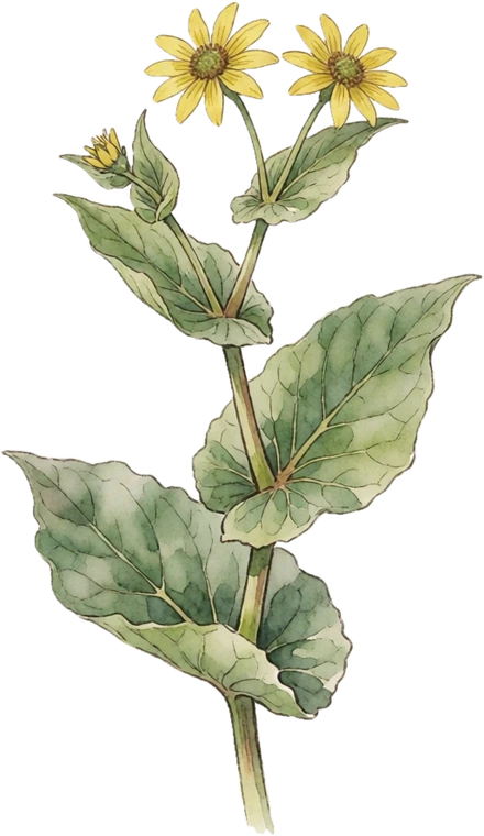 Botanical illustration of Cup Plant