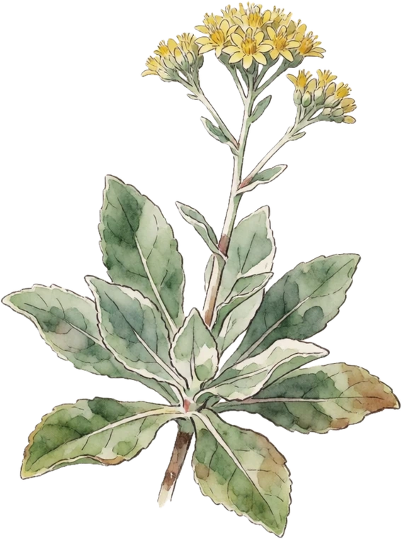 Botanical illustration of Curry Plant