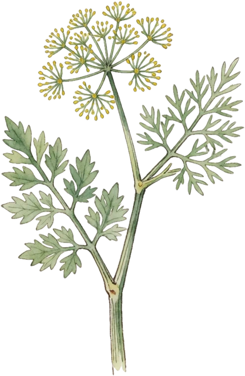 Botanical illustration of Dill