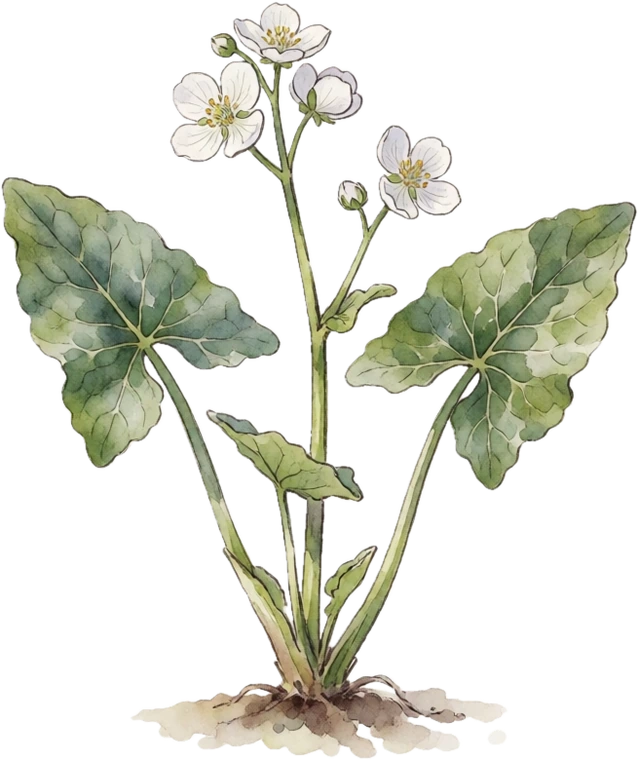 Botanical illustration of Duck Potato (Wapato)