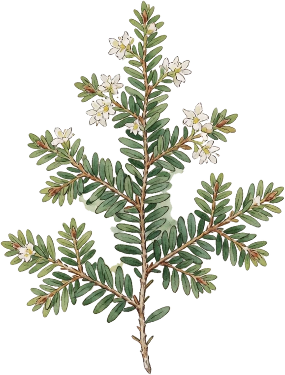 Botanical illustration of Eastern Hemlock