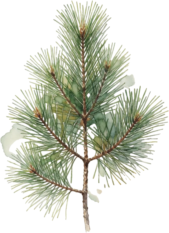 Botanical illustration of Eastern White Pine