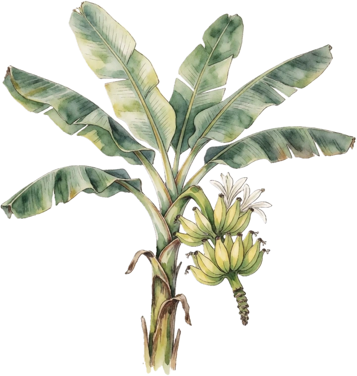 Botanical illustration of Banana (Edible)