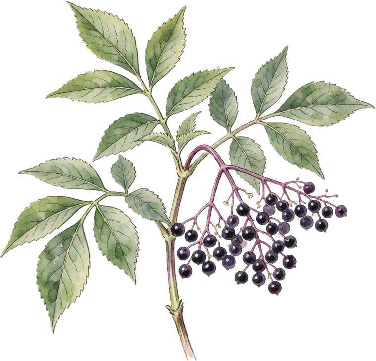 Botanical illustration of Elderberry