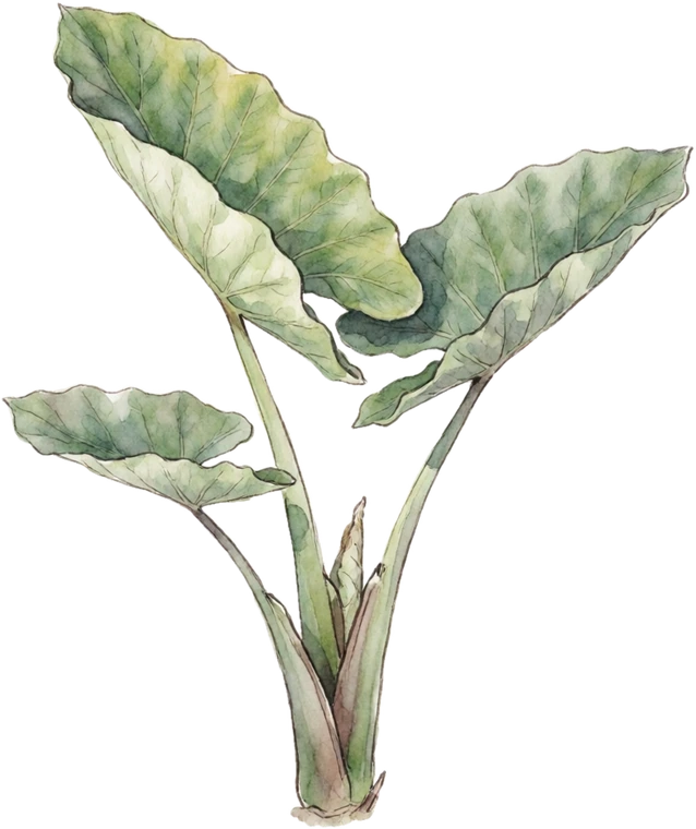Botanical illustration of Elephant Ear