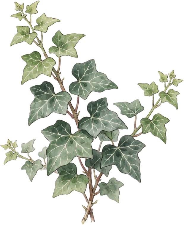 Botanical illustration of English Ivy