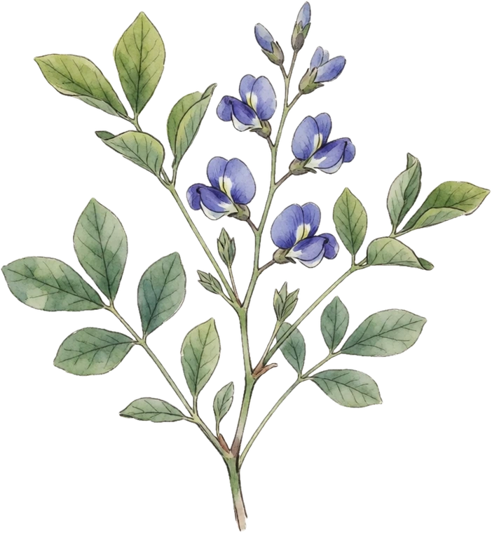 Botanical illustration of False Indigo (Baptisia)