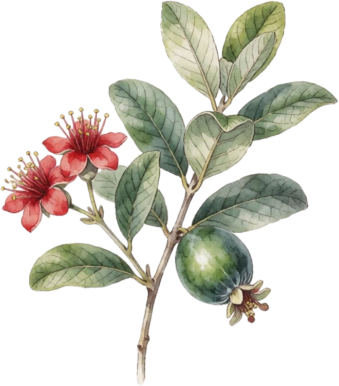 Botanical illustration of Pineapple Guava (Feijoa)