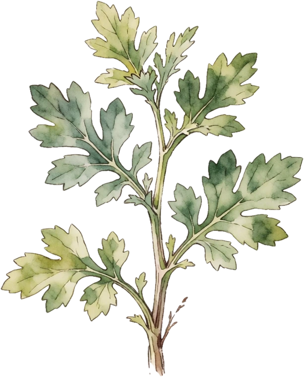 Botanical illustration of Feverfew