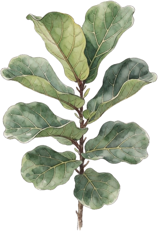 Botanical illustration of Fiddle-Leaf Fig