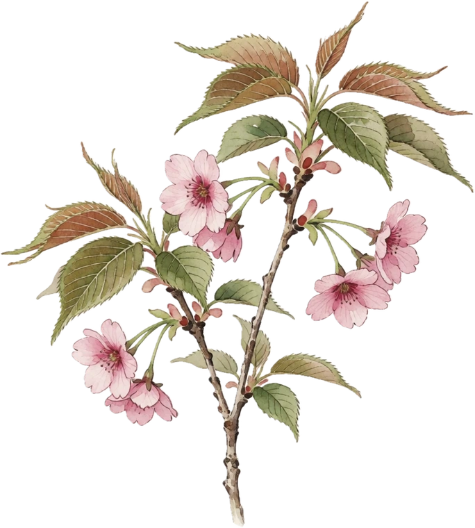 Botanical illustration of Flowering Cherry