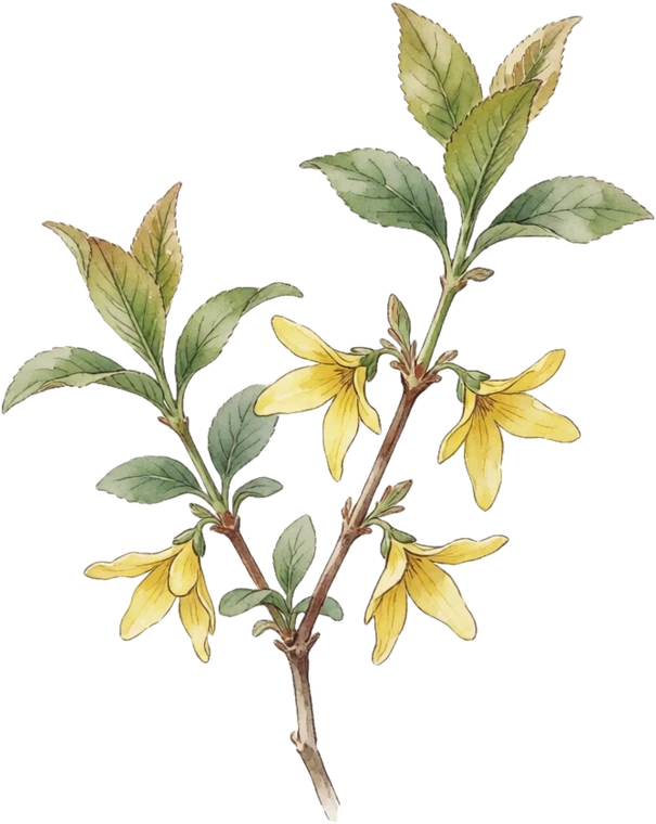 Botanical illustration of Forsythia